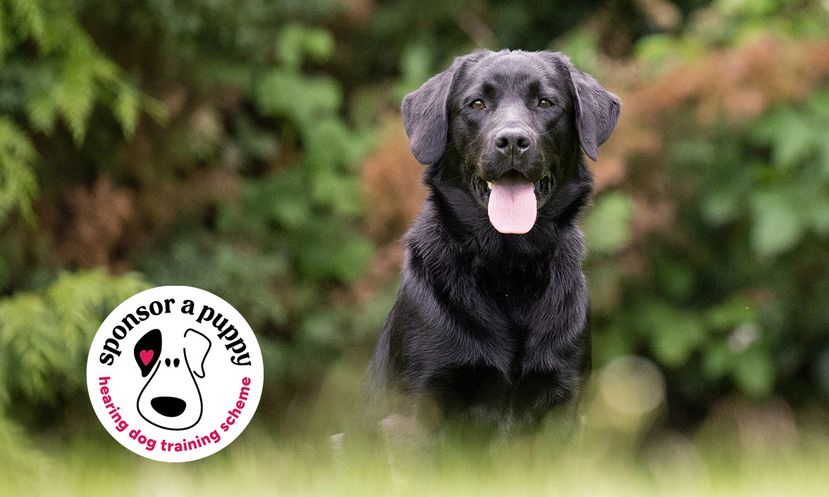 Black Labrador sitting amongst greenery