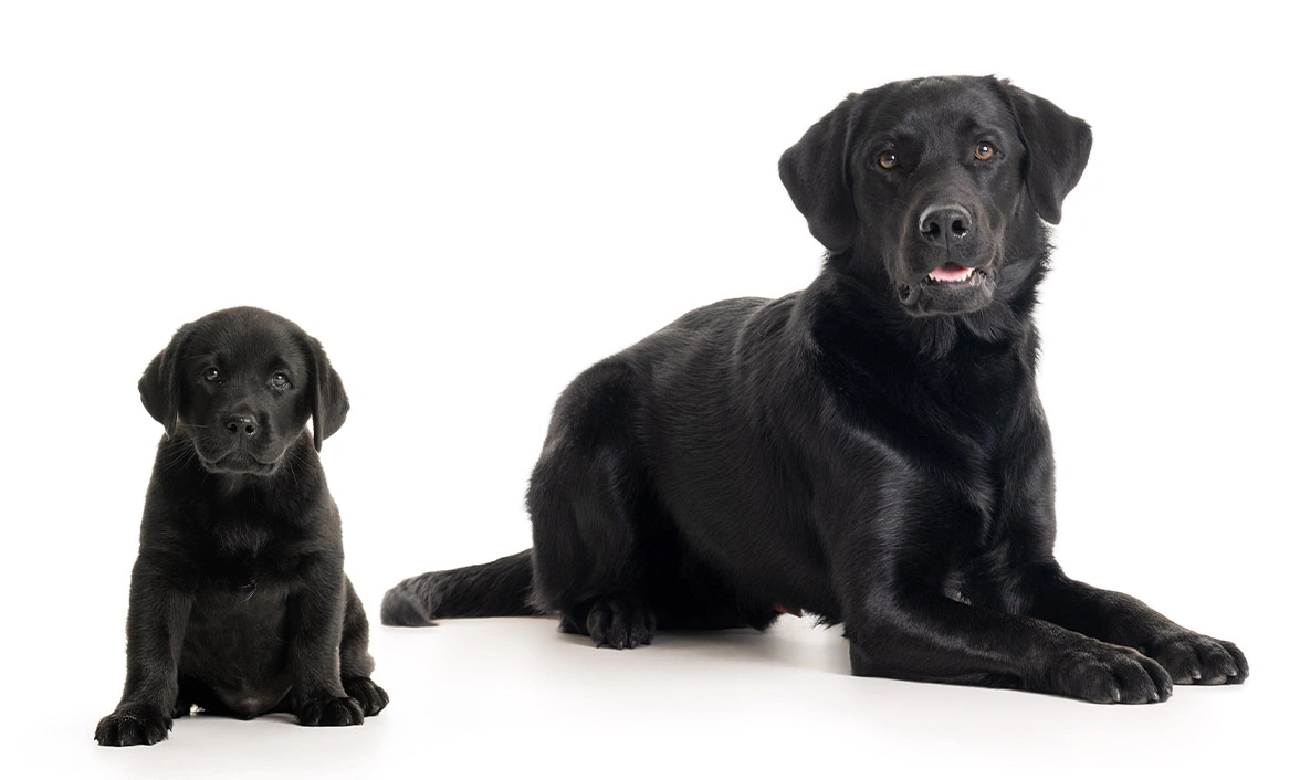 Black Labrador puppy sitting next to adult black Labrador dog on white studio background