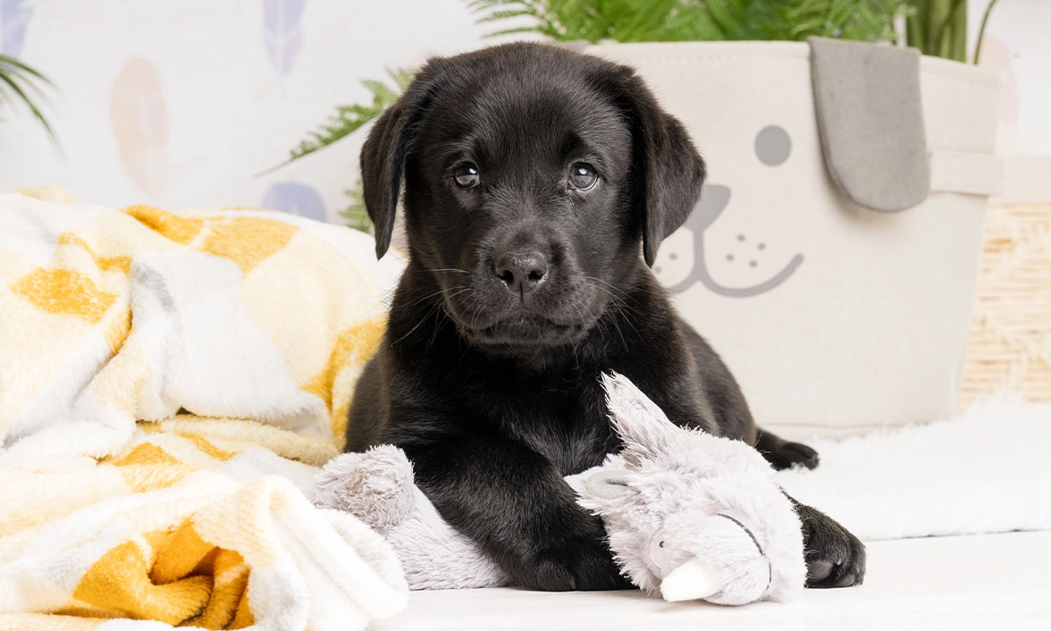 Black Labrador puppy cuddling rhino toy