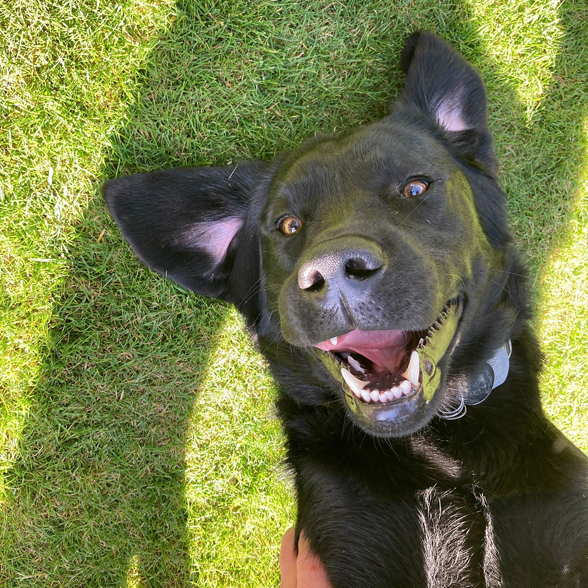 Black Labrador laying on back on grass looking very happy