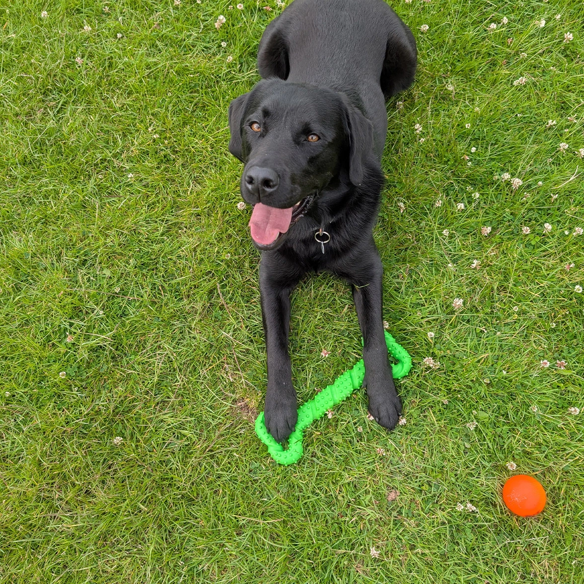 Black Labrador laying on grass with toys