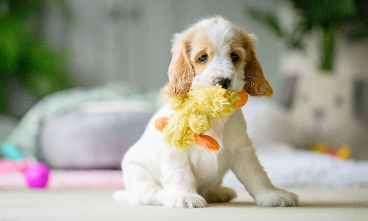 Orange roan spaniel puppy holding duck toy