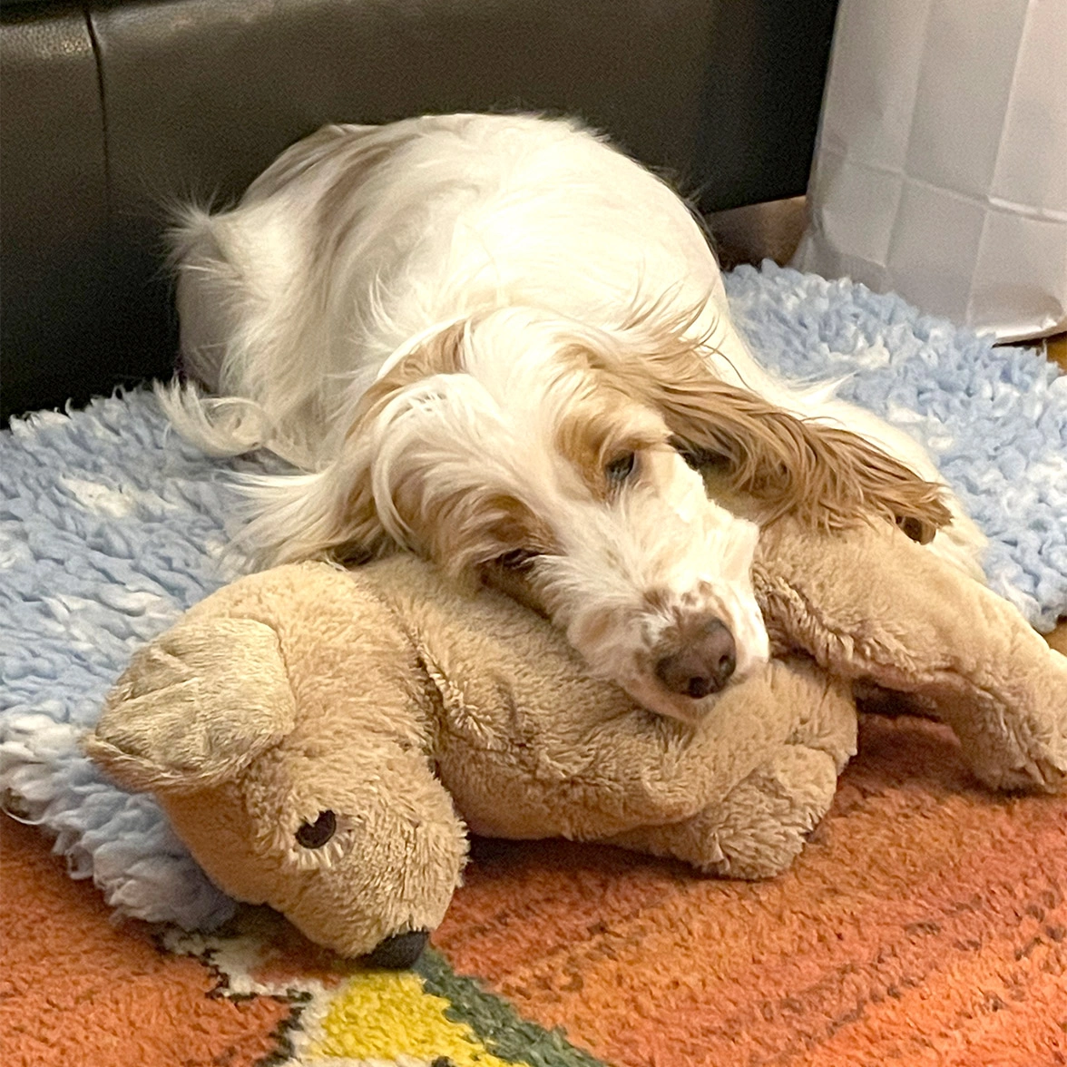 Orange roan spaniel laying on teddy