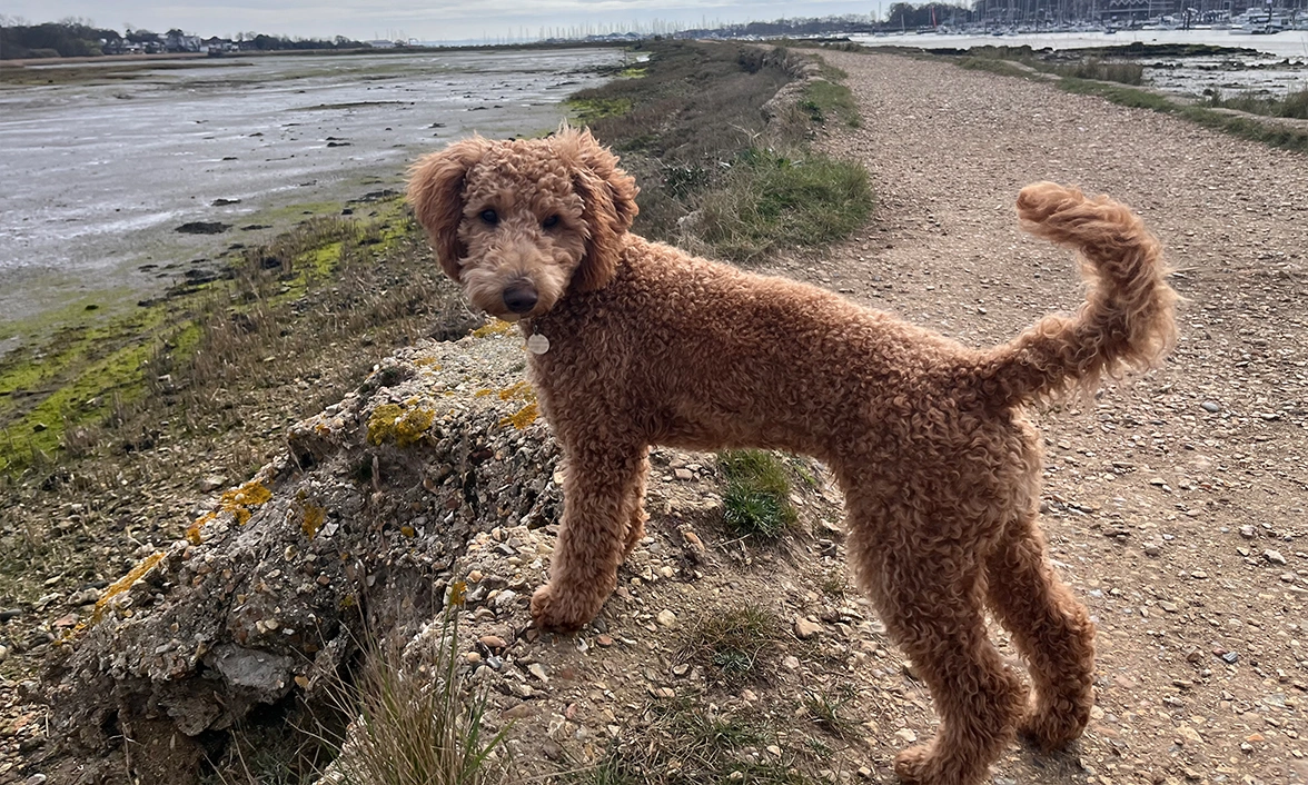 Apricot Miniature Poodle standing on a gravel pathway in front of the sea, looking back at camera