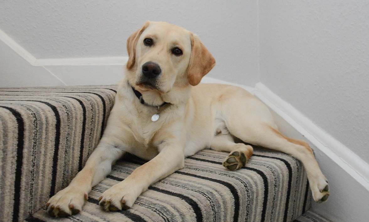 Yellow Labrador laying on the stairs