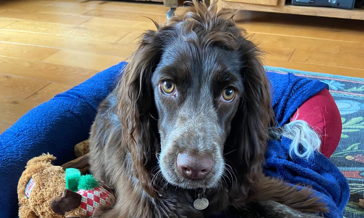 Brown Spaniel relaxing in bed with cuddly toy