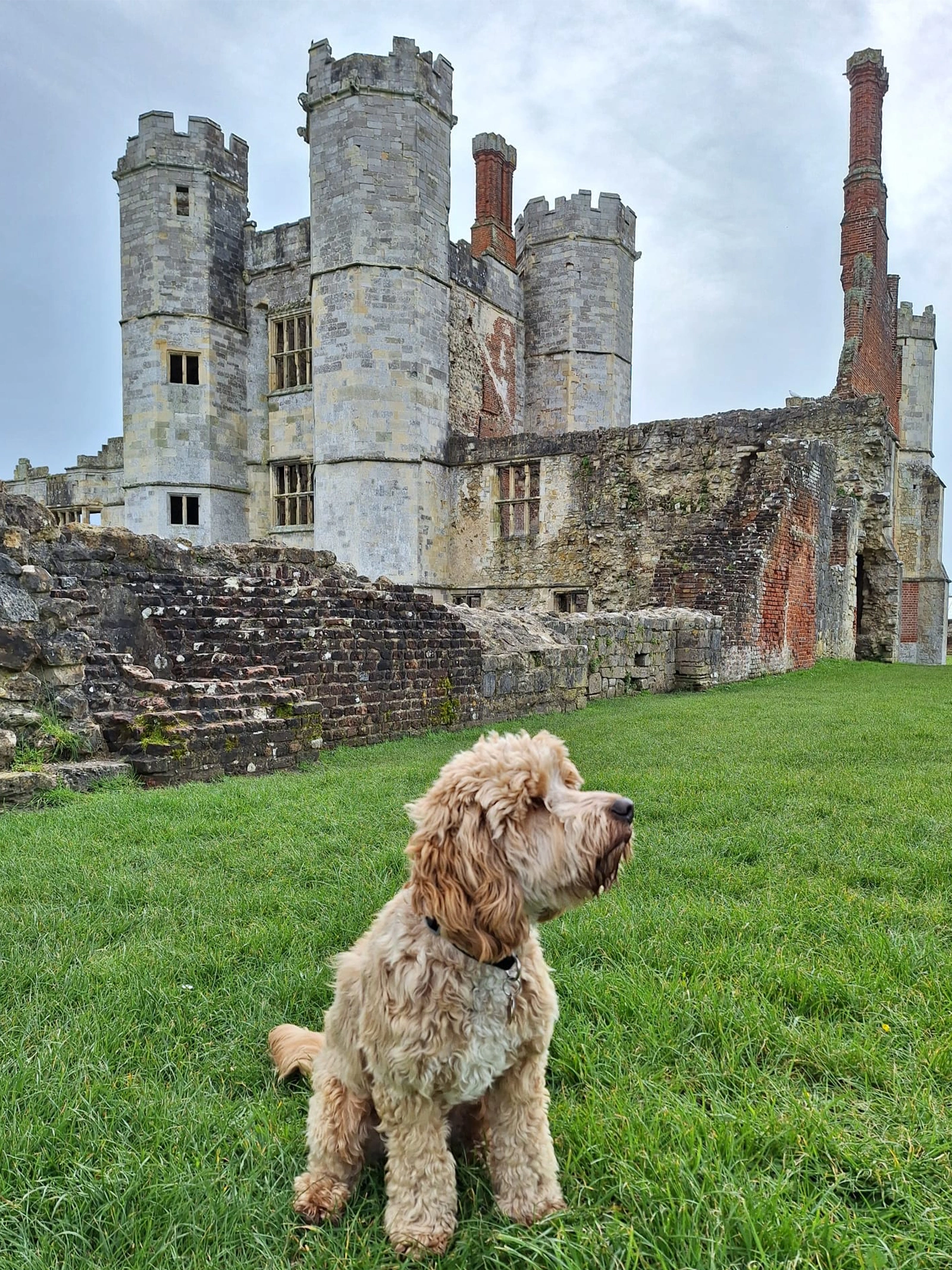 Golden Cockapoo sitting on grass in front of castle ruins