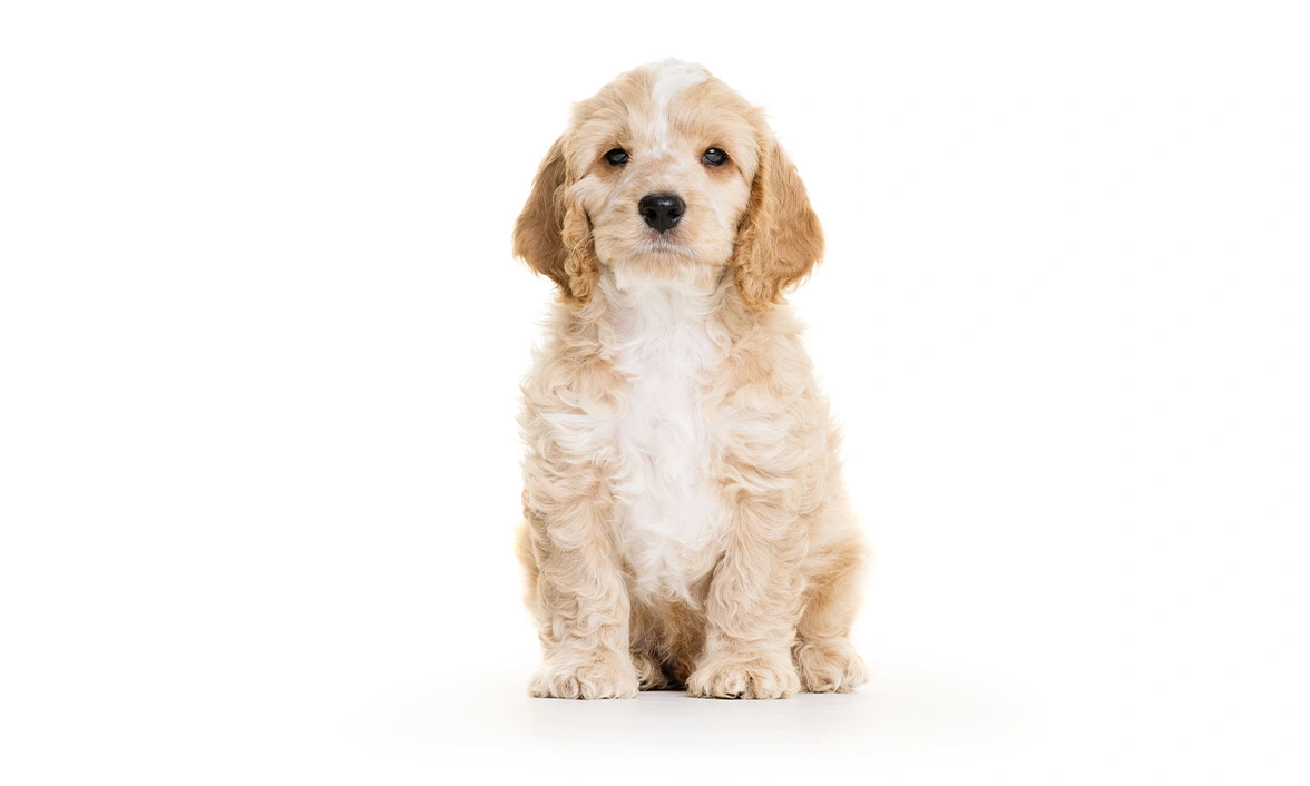 Golden Cockapoo puppy sitting on white background studio