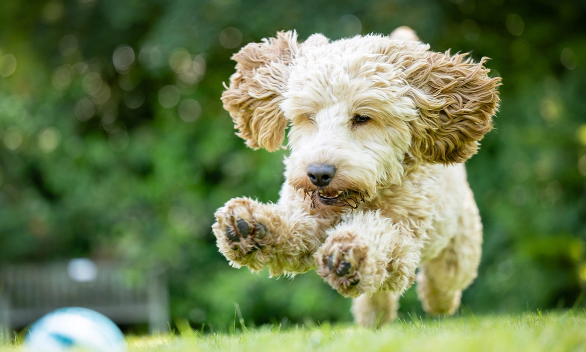 Golden Cockapoo running and leaping through grass