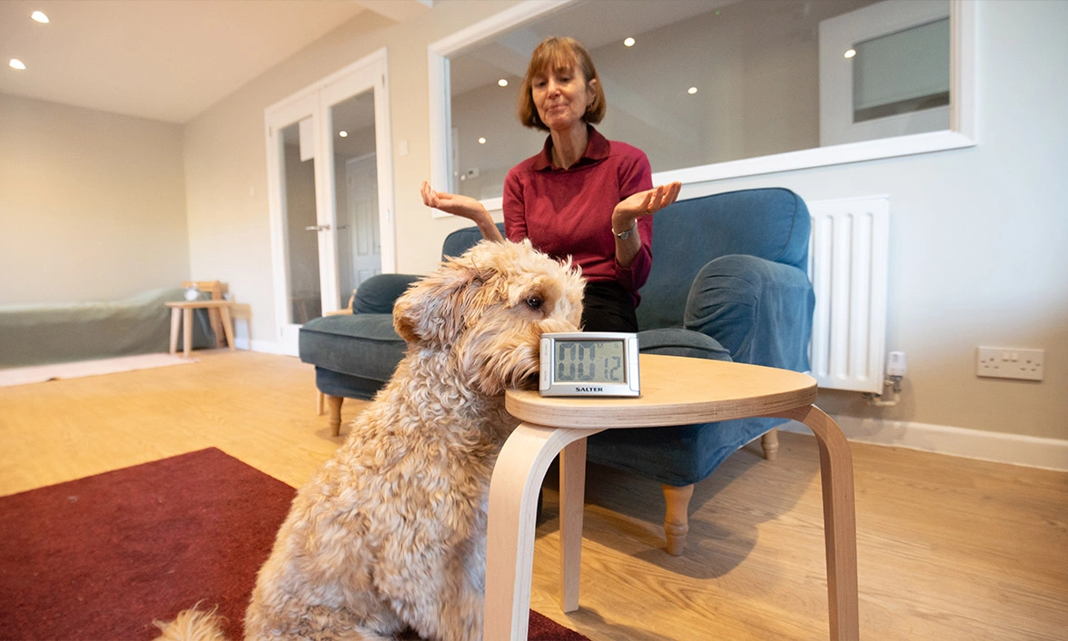 Golden Cockapoo nudging portable timer on table with lady sitting on sofa in the background