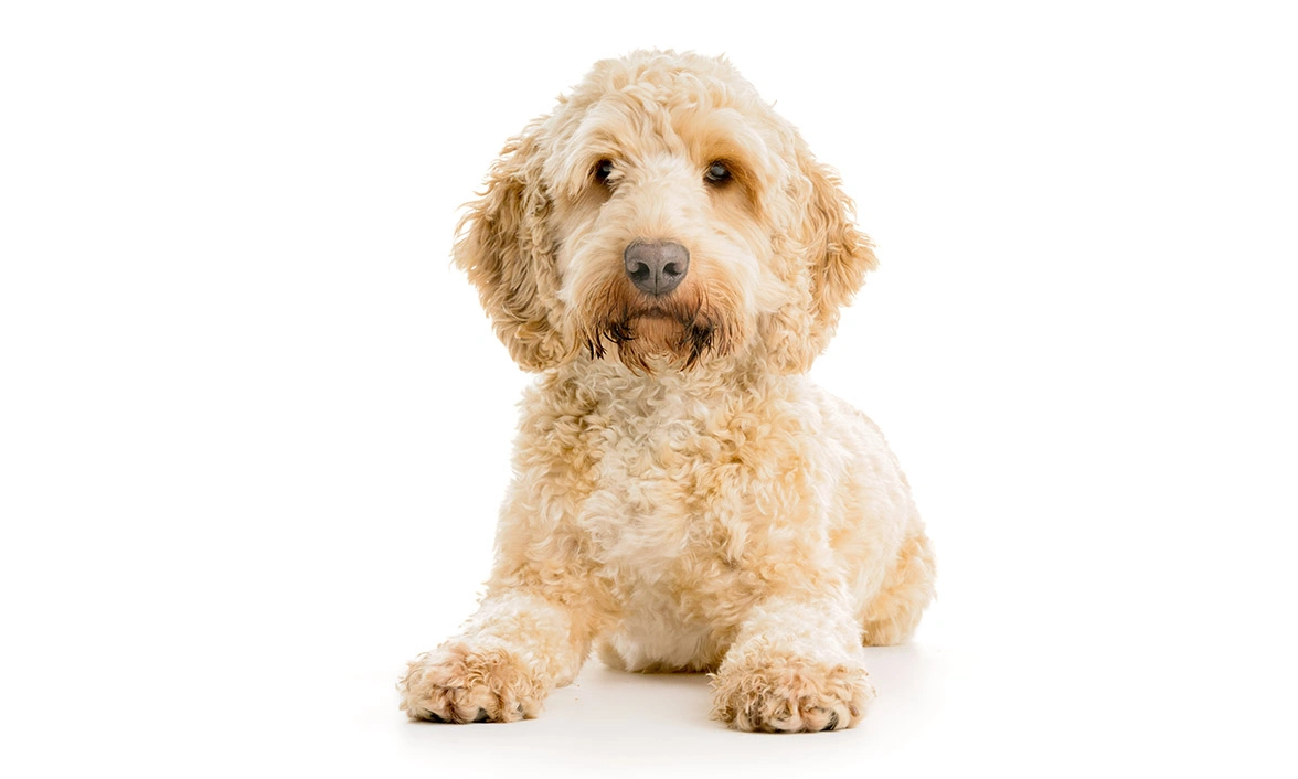 Golden Cockapoo laying down in front of white studio background