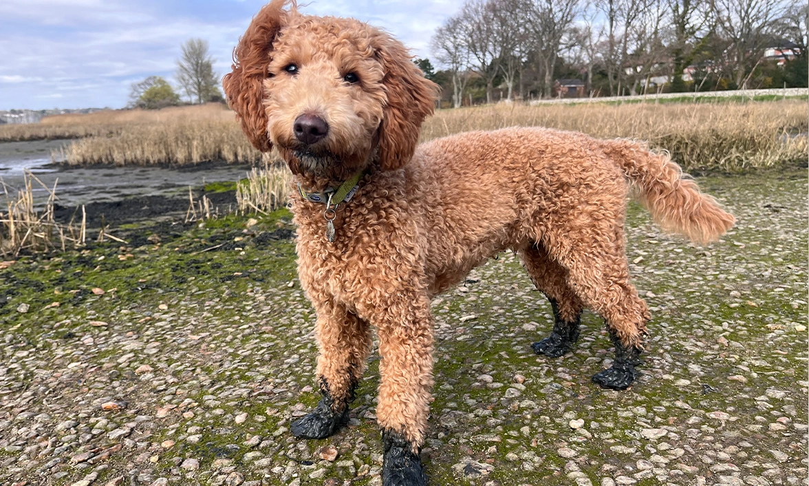 Apricot Miniature Poodle standing with muddy paws