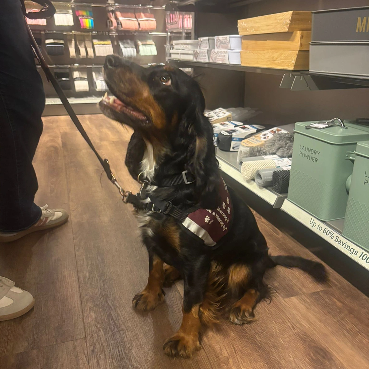 Black and tan Spaniel sitting in a shop wearing hearing dog training jacket