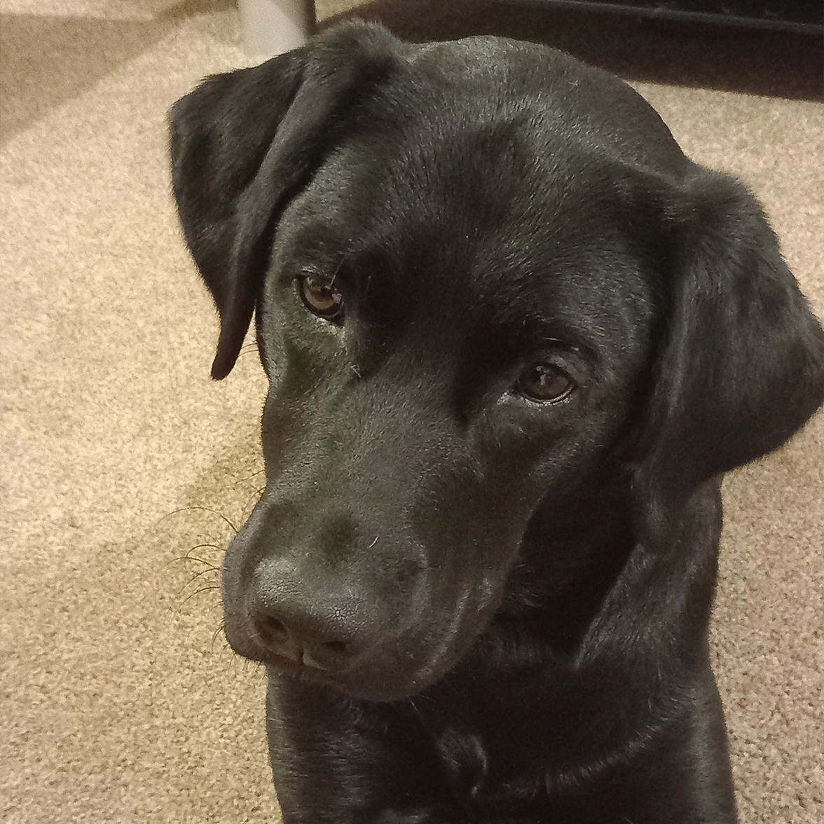 Black Labrador closeup