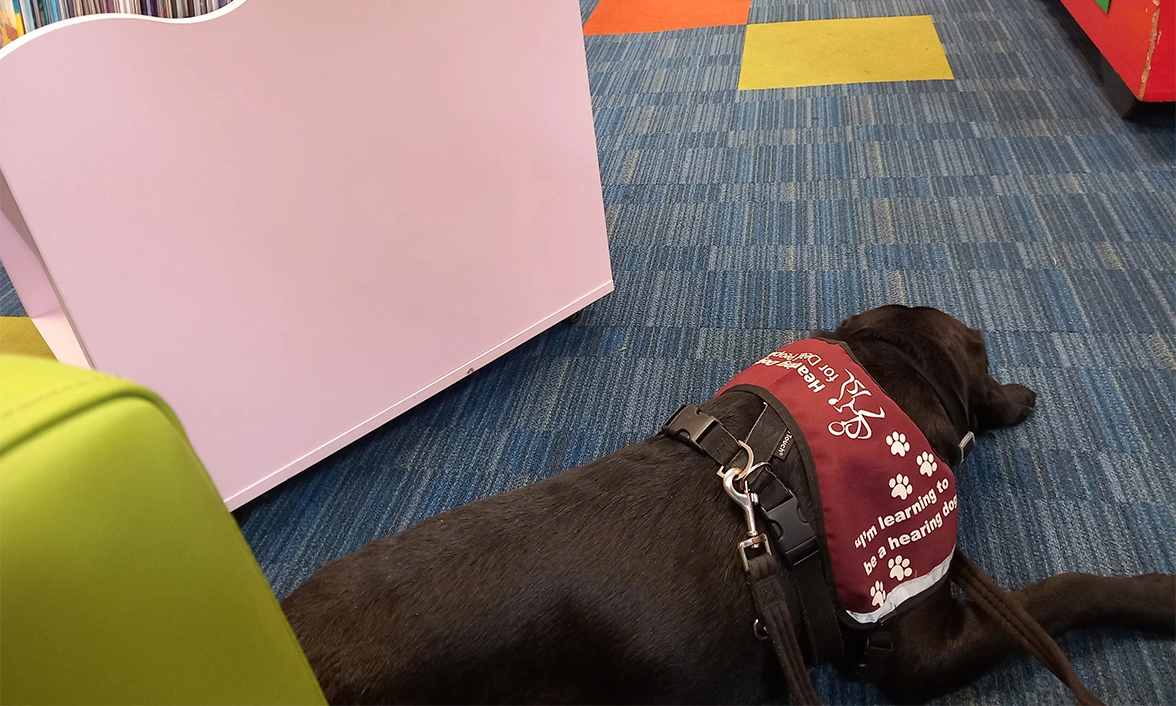 Black Labrador wearing Hearing Dog training jacket, sleeping in library