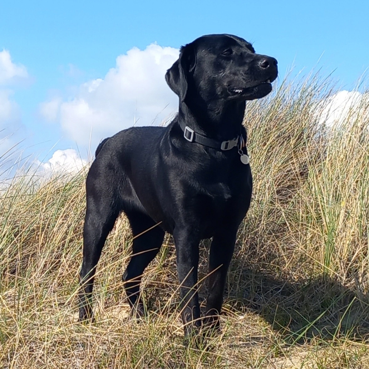 Black Labrador standing on top of a sand dune looking proud, with blue sky in background