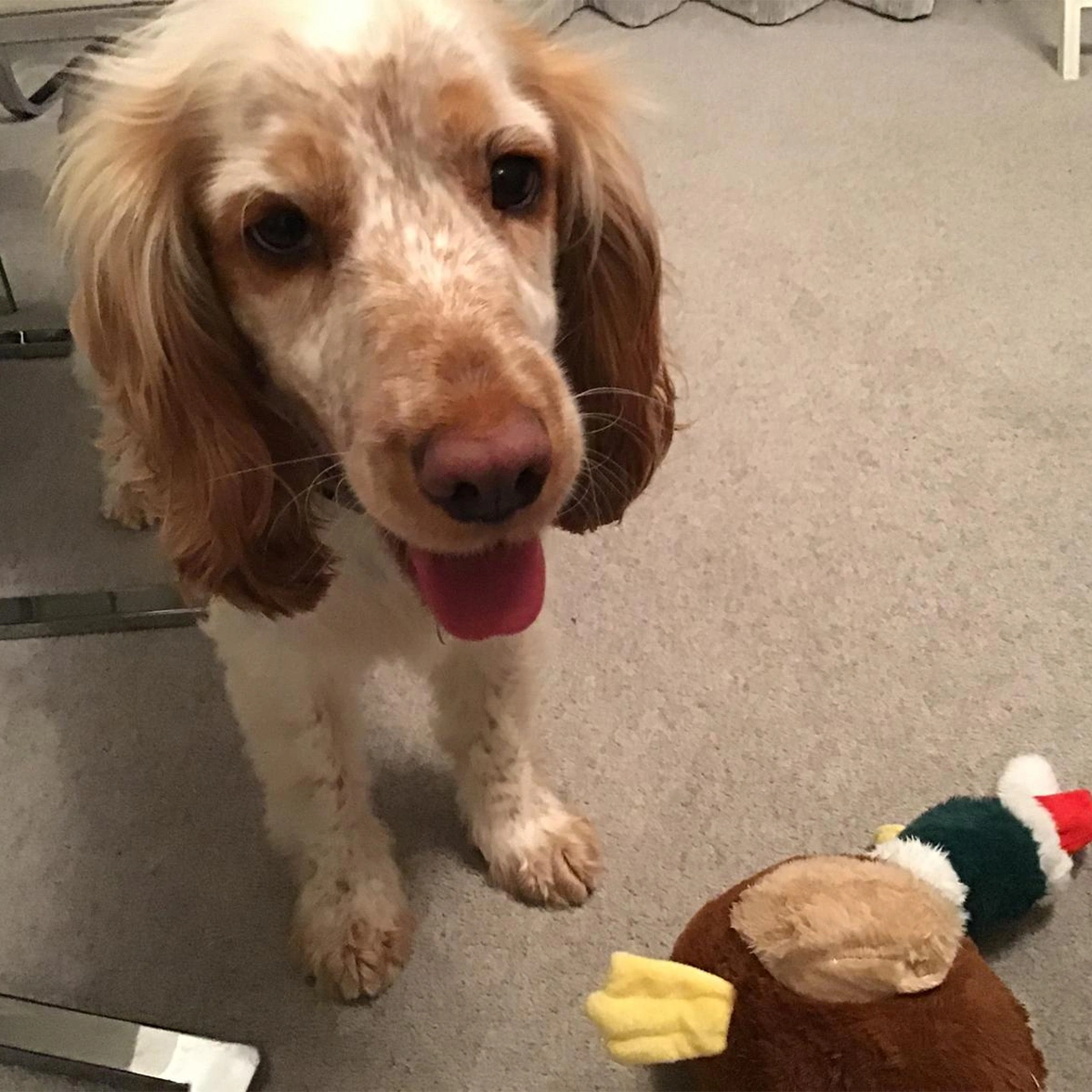 Orange roan Spaniel sitting with duck toy