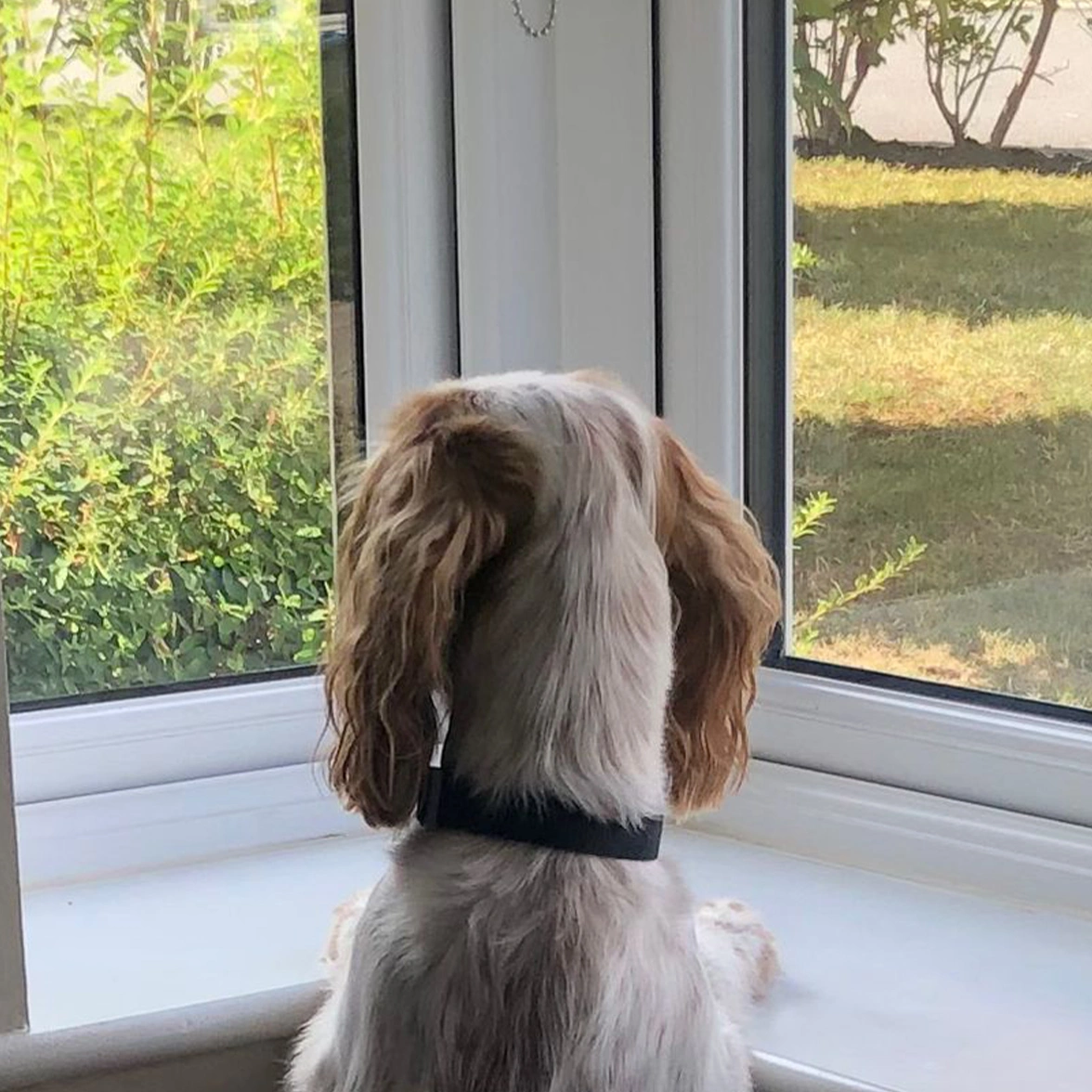 Orange roan Spaniel looking out of the window