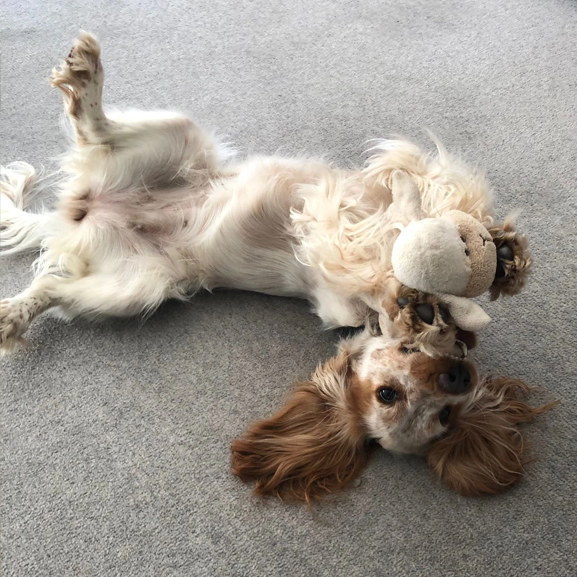 Orange roan Spaniel laying on back with toy in mouth