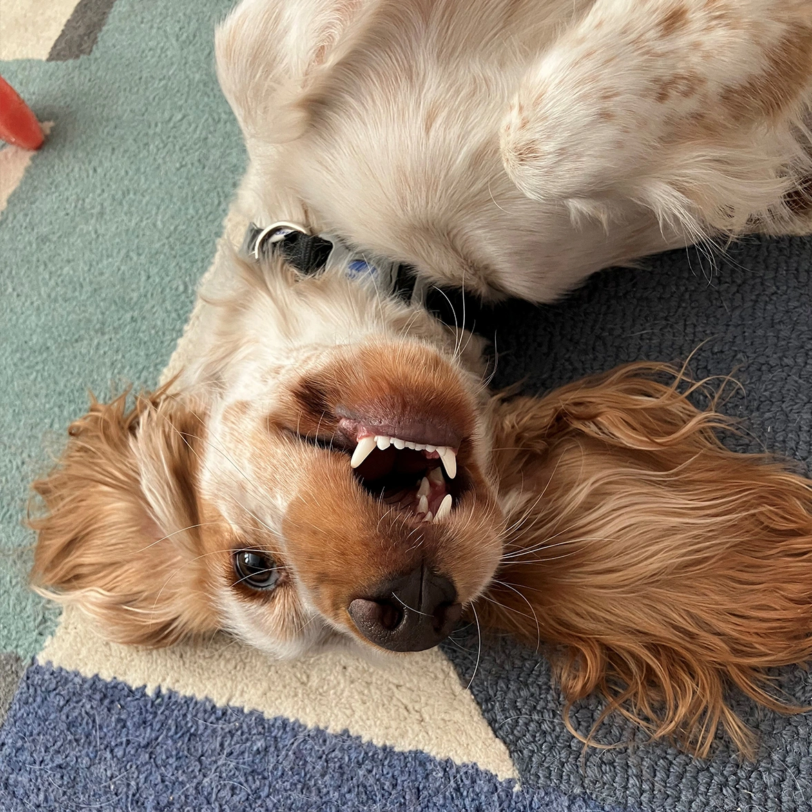 Orange roan spaniel laying upside down