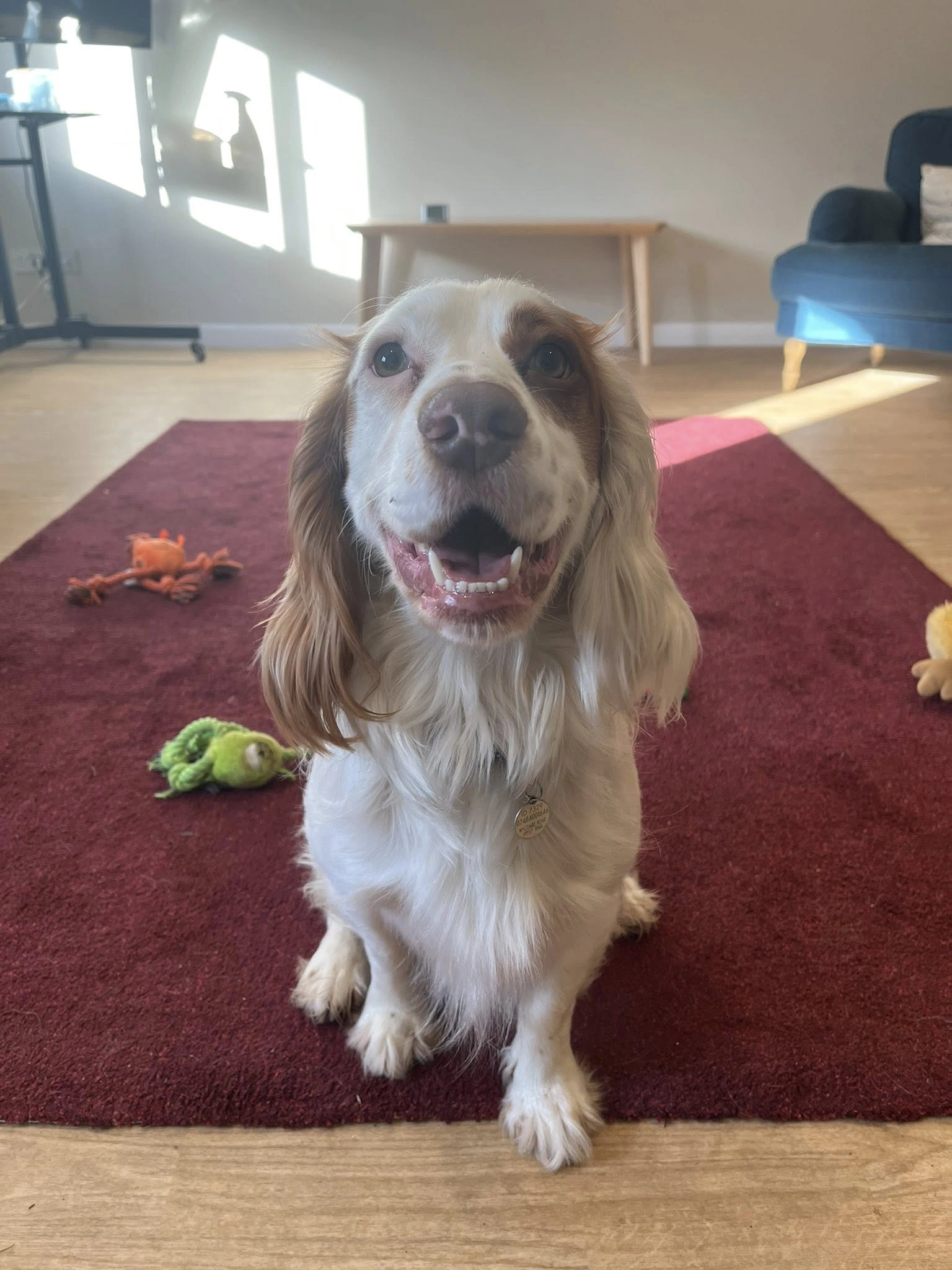 A brown and white cocker spaniel on a red rug in a sitting room. He is looking up with mouth open.