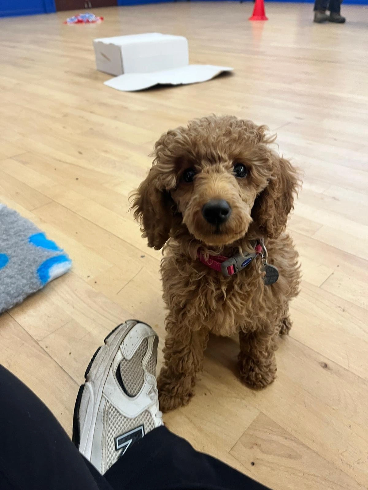 A brown furred miniature poodle, sitting on a wooden floor, looking at camera.