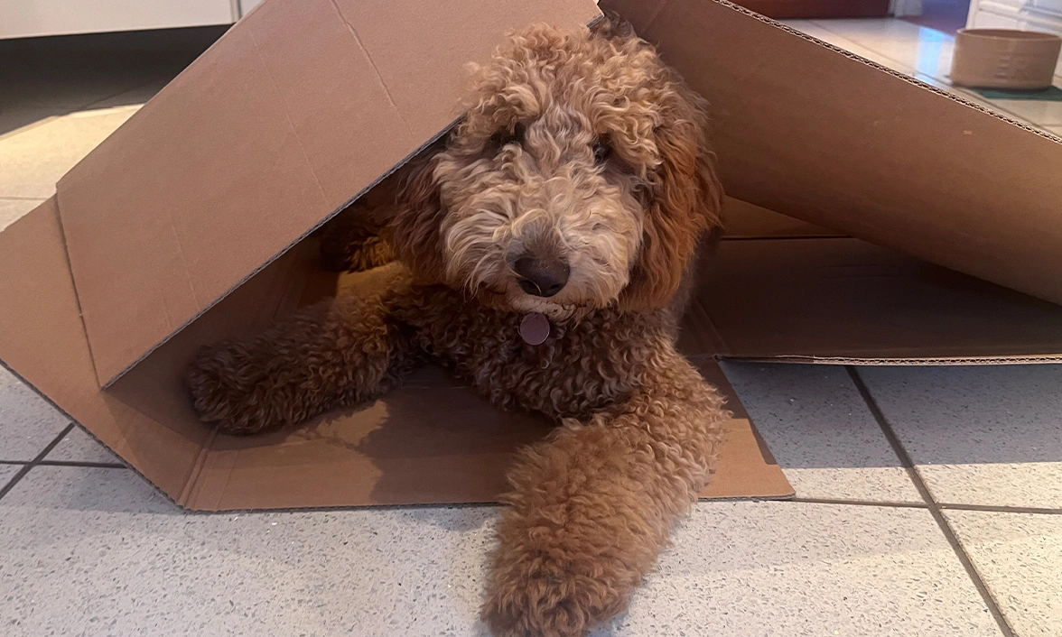 Golden Miniature Cockapoo chilling in box