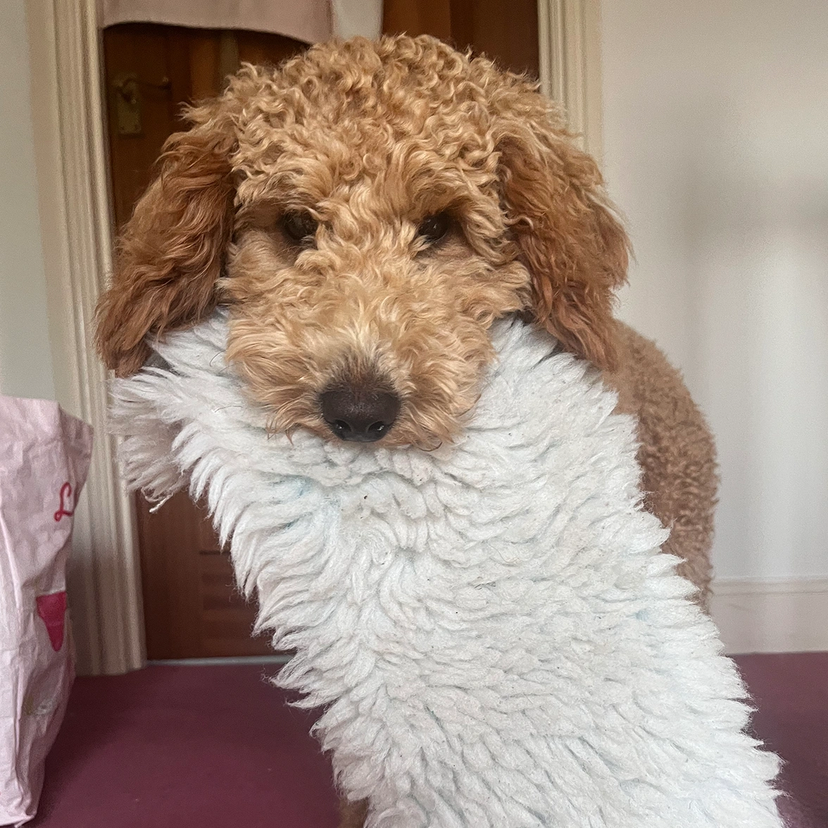 Fluffy Miniature Poodle holding fluffy blanket in mouth