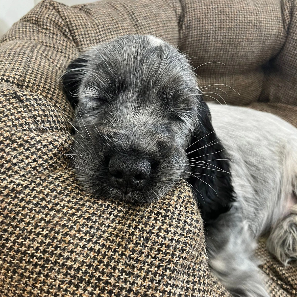 Blue roan spaniel puppy sleeping with head resting on dog bed