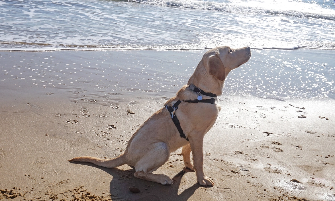Yellow Labrador sitting on beach