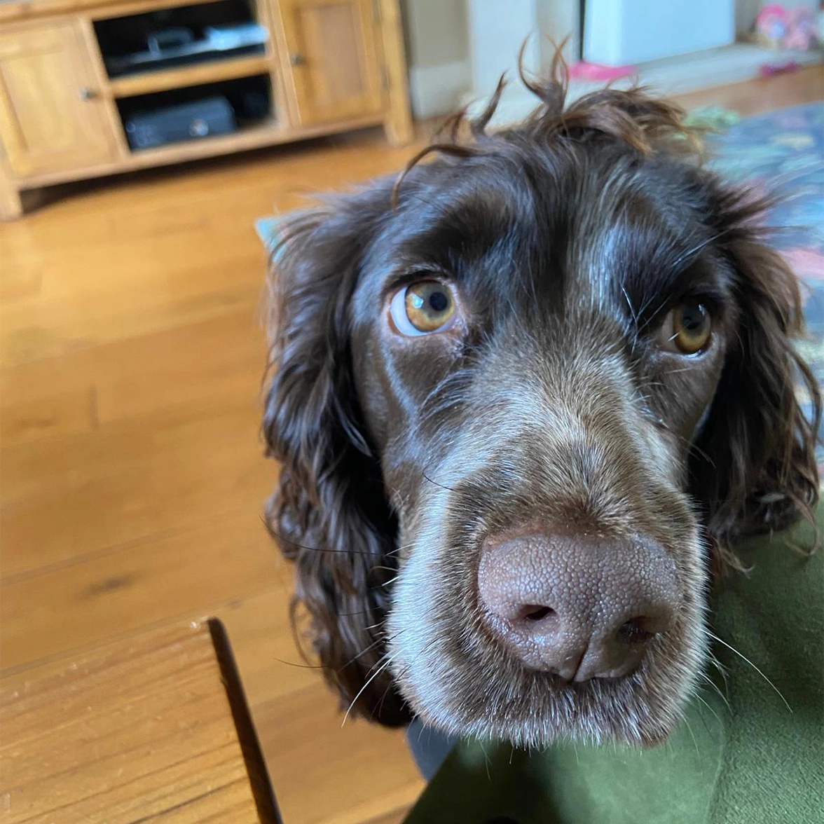 Brown Cocker Spaniel puppy