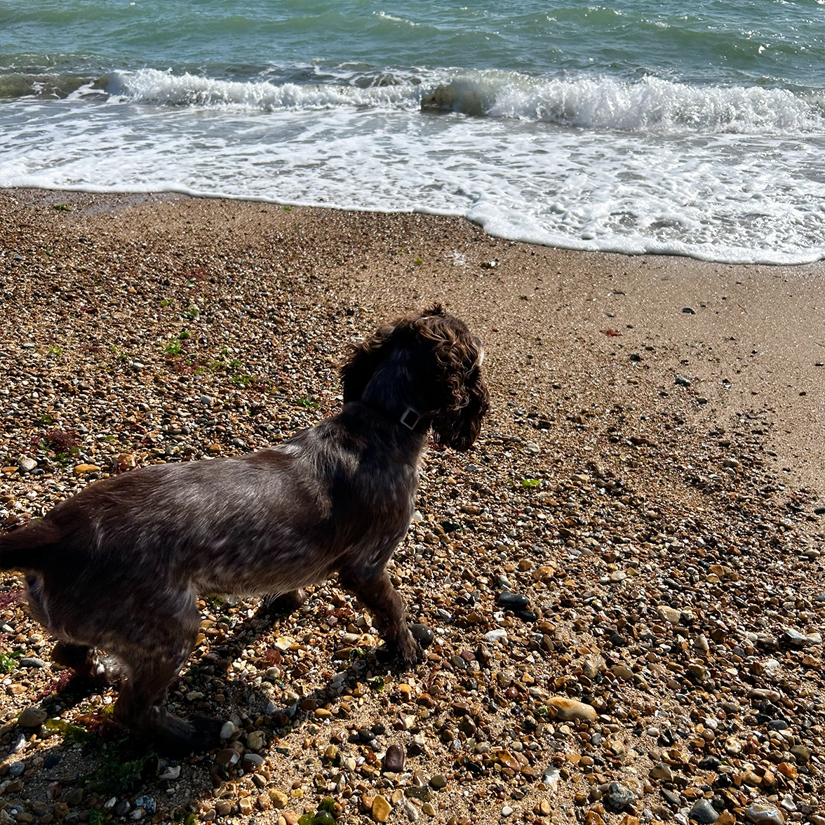 Brown Cocker Spaniel puppy standing on the sand watching the waves