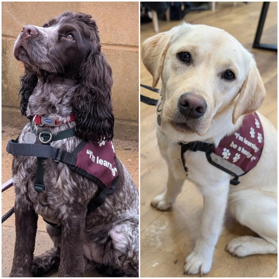 A cocker spaniel is shown sitting on the left, and a white labrador on the right. Both are wearing burgundy training jackets.