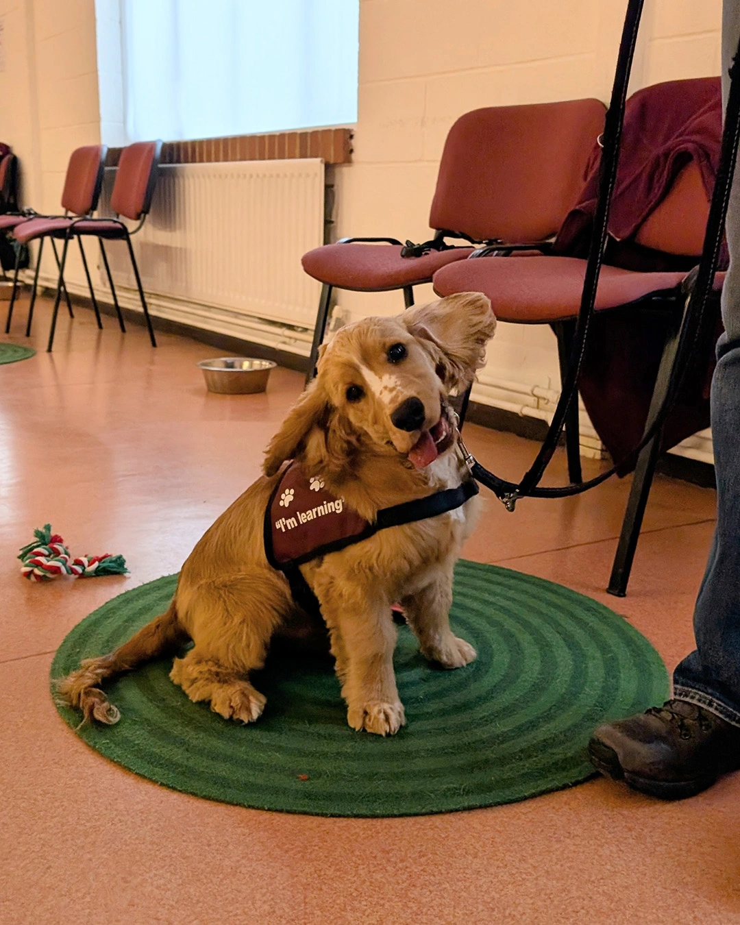 A dog with light brown and white fur shaking his head with ears flapping around and tongue out.
