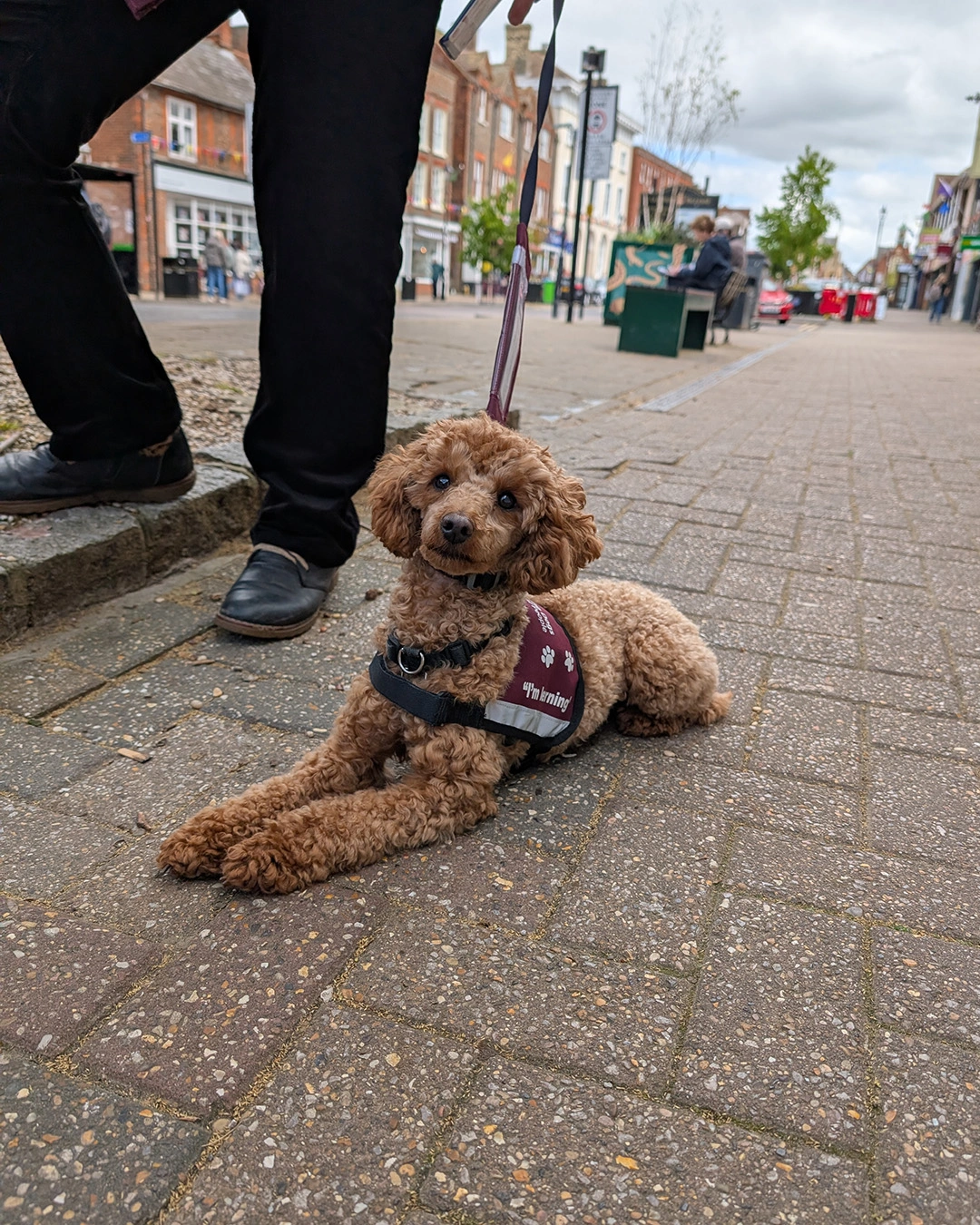 A poodle with curly brown fur is laying on on the pavement, front legs stretched out in front. The handler's legs can be seen on the left