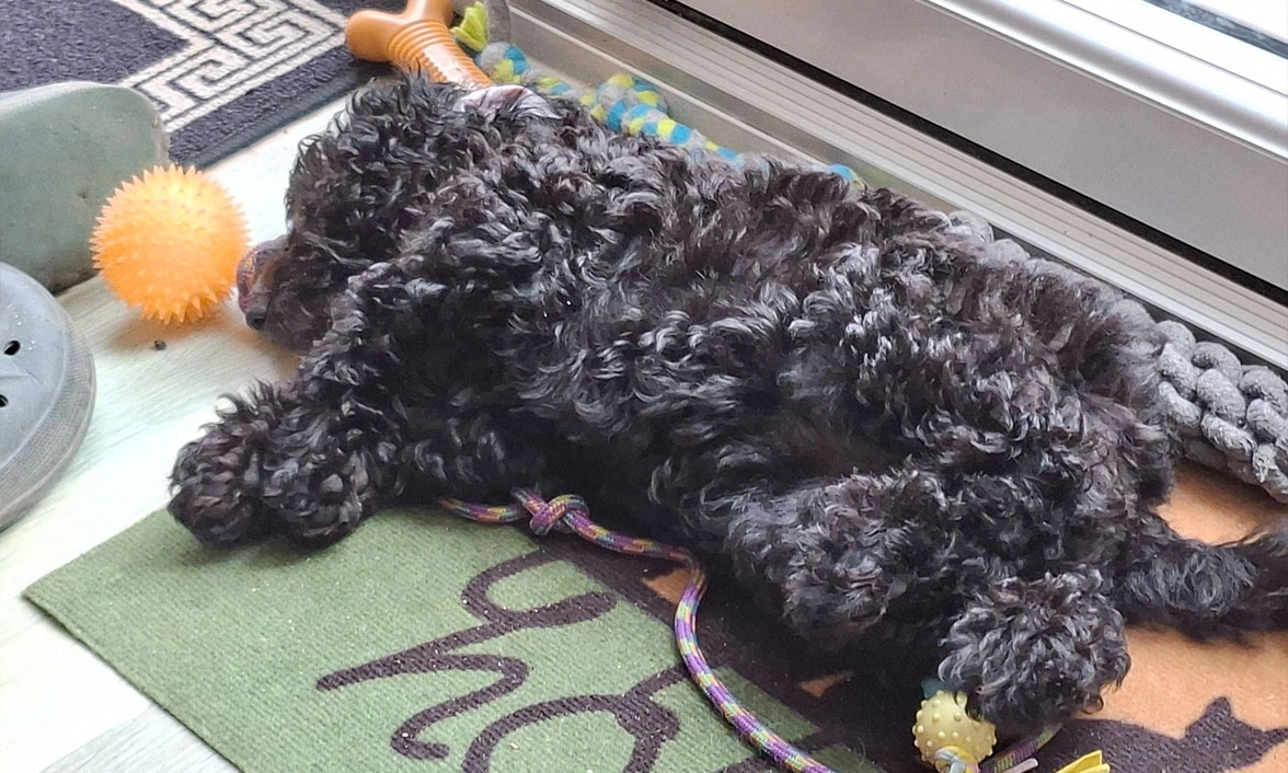 Black Miniature Poodle asleep on mat