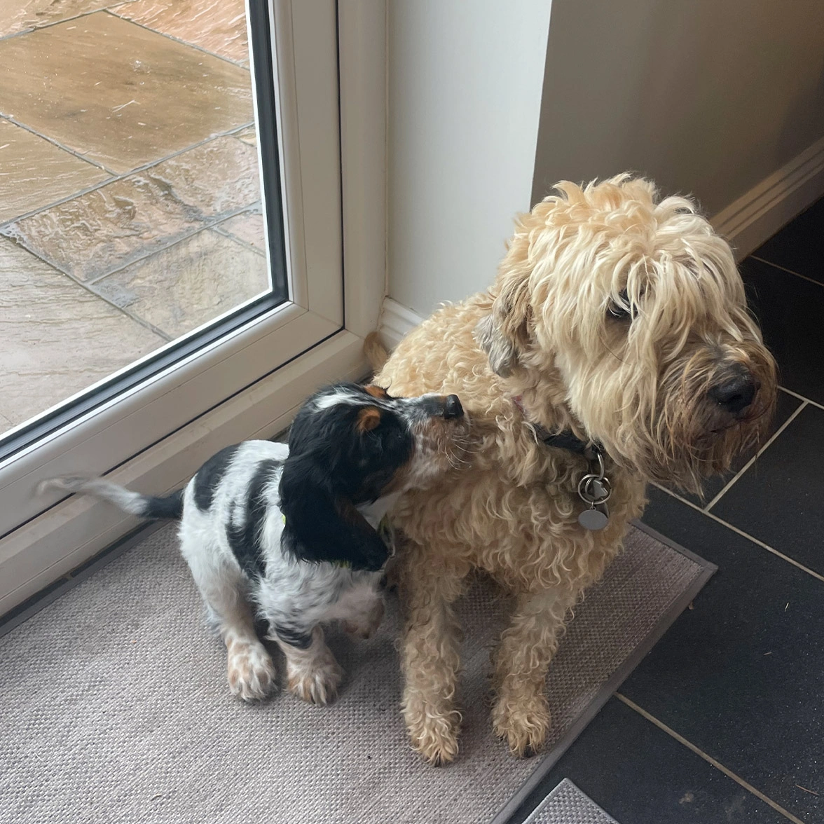 Small tricoloured spaniel puppy looking up to a larger wheaten terrier dog