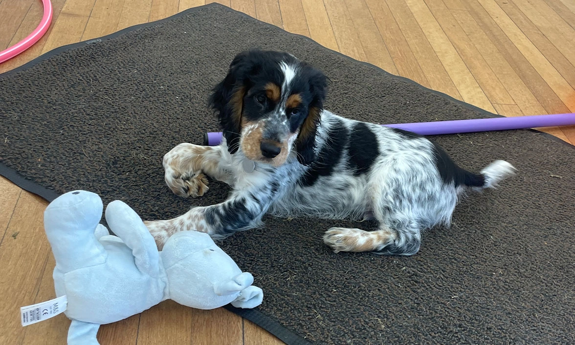 Adorable Tricoloured spaniel puppy settling on mat with cuddly toy