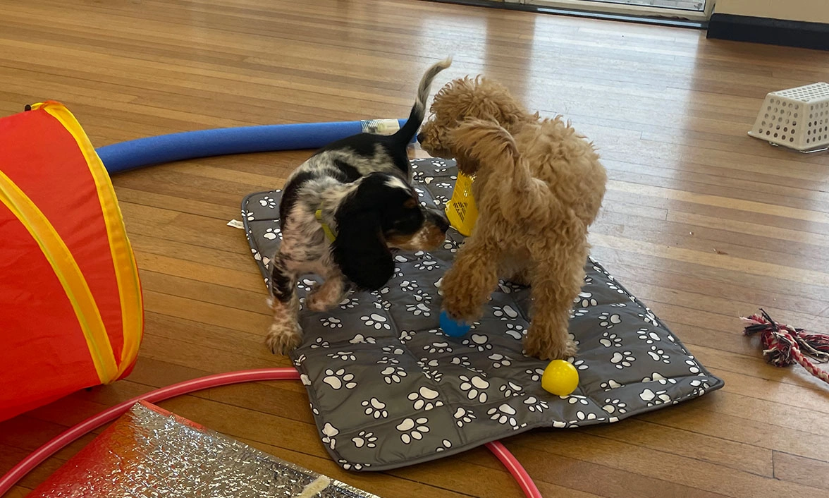 Spaniel puppy and Miniature Poodle puppy playing at puppy class