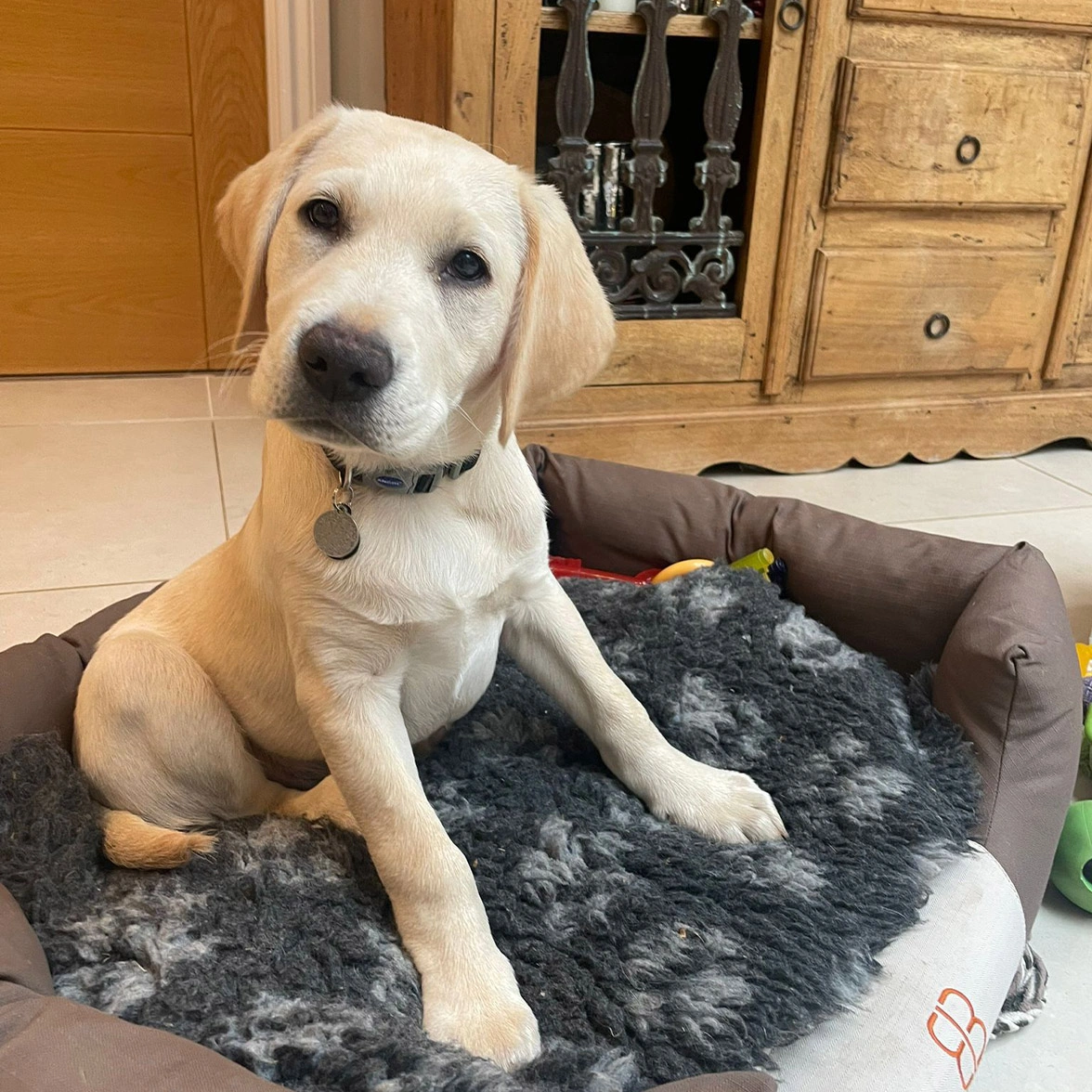 Yellow Labrador sitting on bed