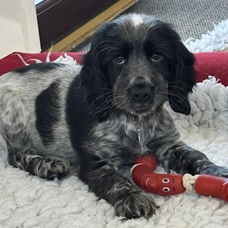 A very cute black and white cocker spaniel puppy, playing in a dog bed