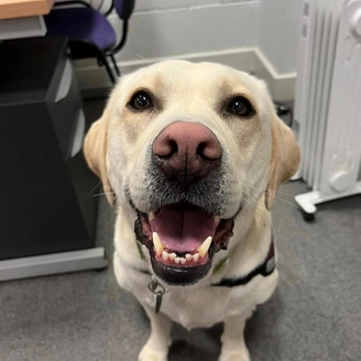 A happy looking white labrador, sitting in an office by a desk, looking straight at camera with mouth open.