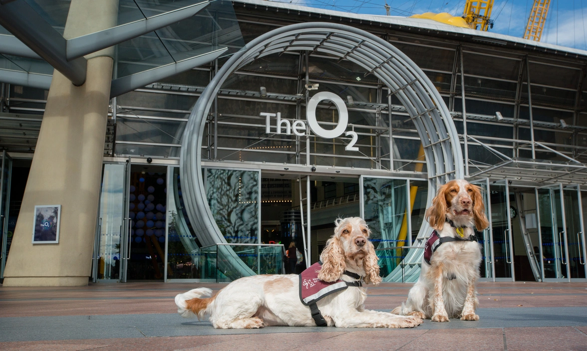 Two adult Spaniels, wearing burgundy Hearing Dogs jackets, one laying down and one sat on the pavement in front of the entrance to the London O2.