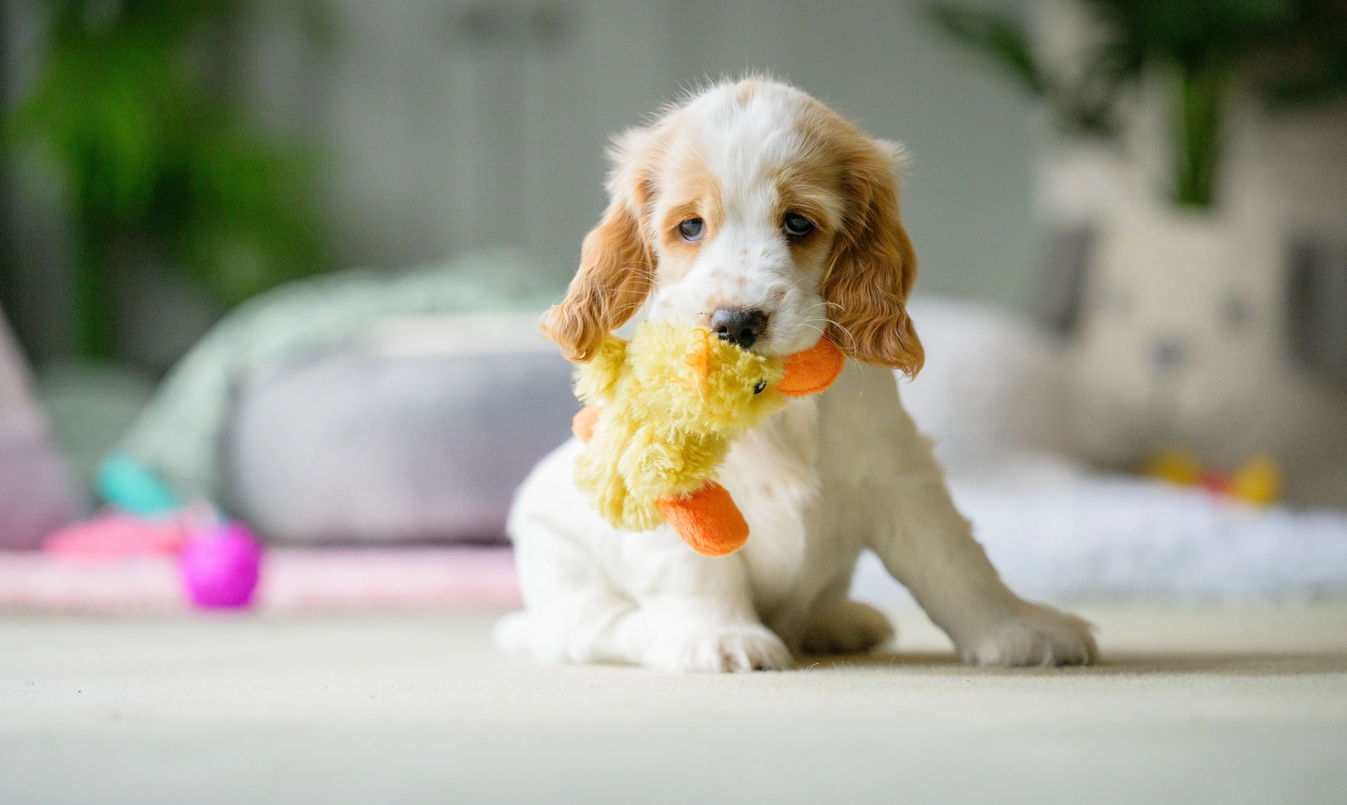 Very small fluffy white Spaniel puppy with light brown ears holding a soft toy duck in her mouth in a room with a dog bed and some other toys in the background