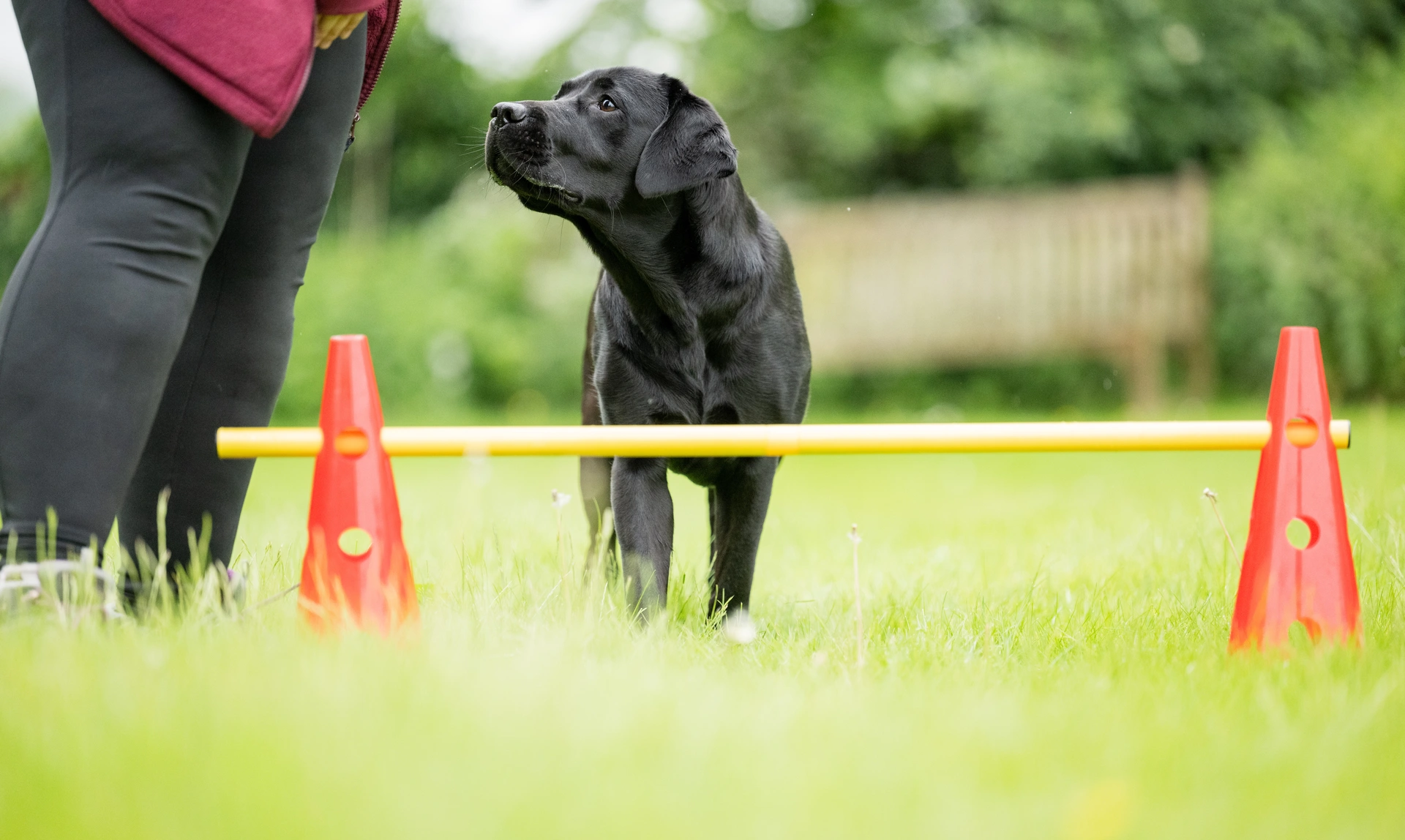 Young black Labrador looking to the left with a small hurdle and some cones in front of her and a person to the left, only their legs are visible.