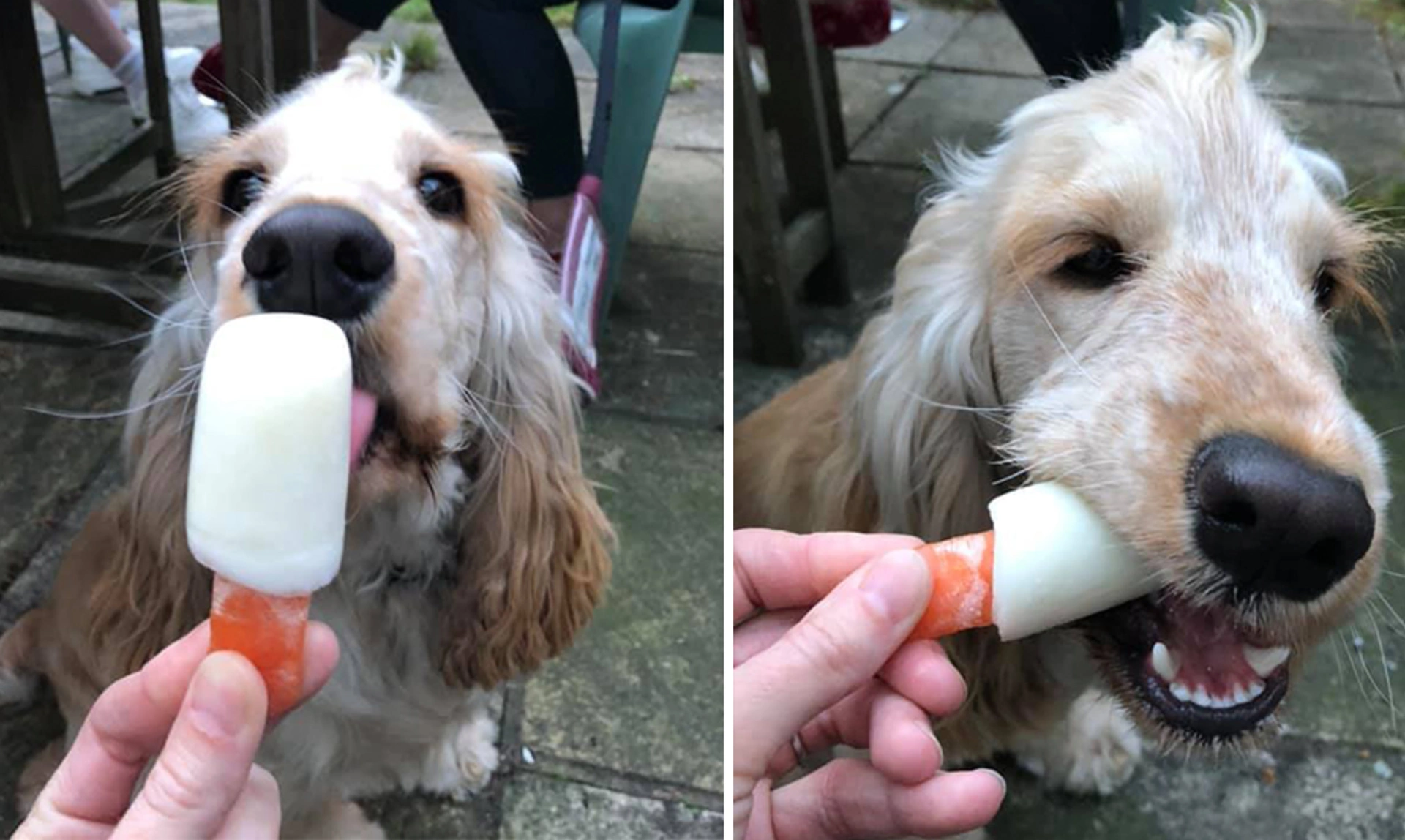 Spaneil licking and eating a dog ice lollie