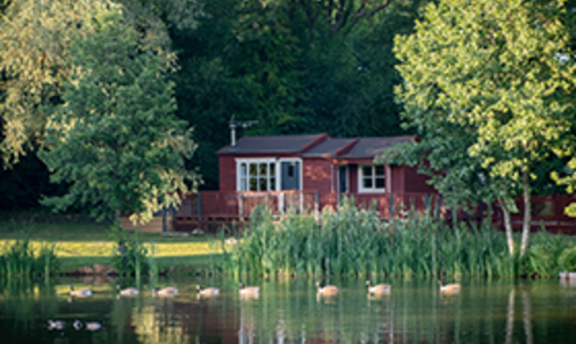 A lodge by the lake with geese swimming past