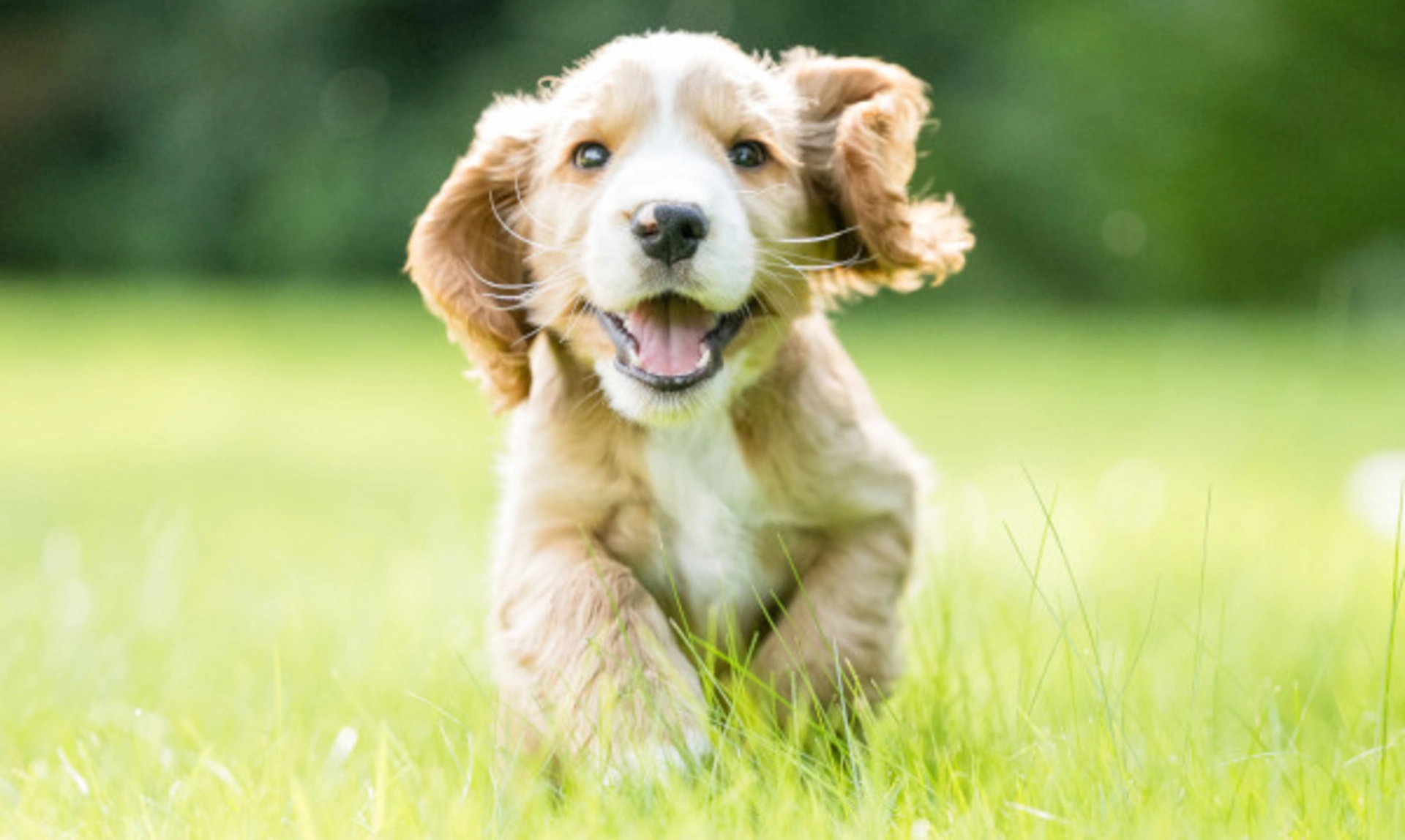 A fair pup running towards the camera