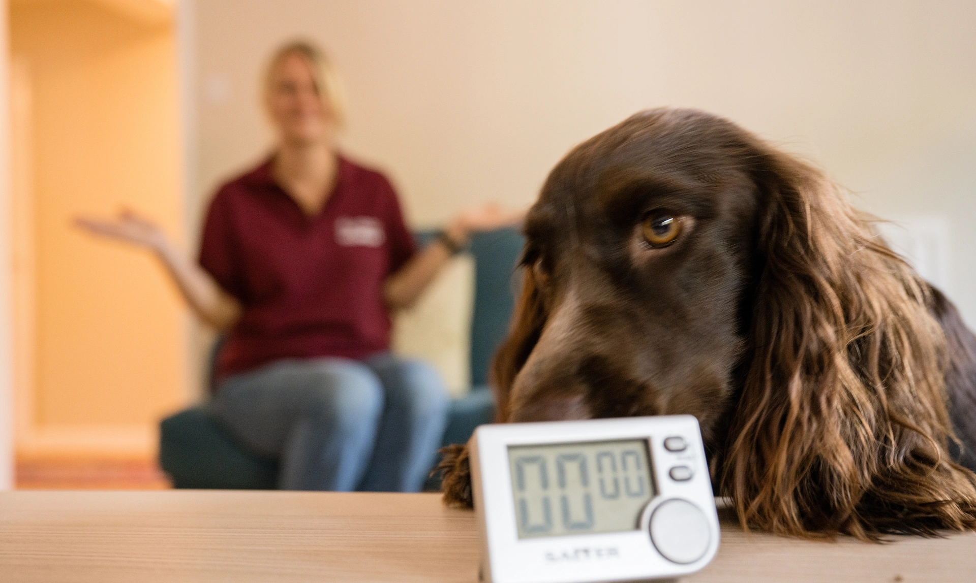 A brown spaniel doing a sound alert to a timer with a hearing dogs trainer in the background