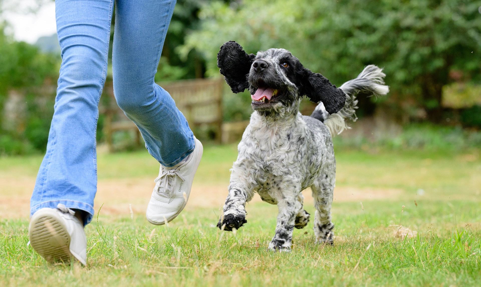 A happy looking Spaniel running next to the legs of a person on some grass